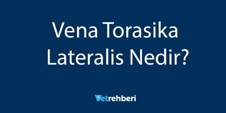 Vena Torasika Lateralis Nedir?