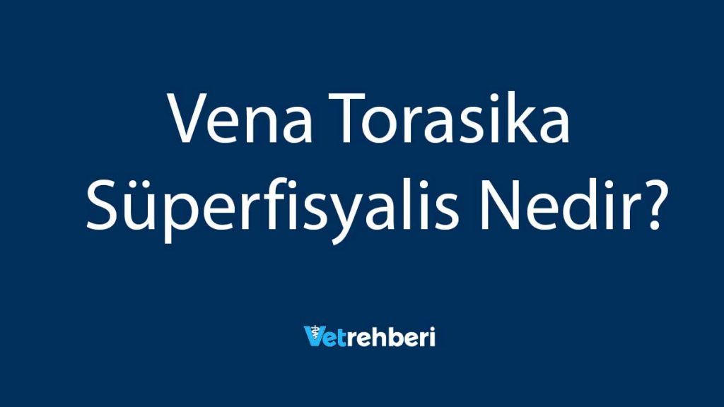 Vena Torasika Süperfisyalis Nedir?