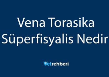 Vena Torasika Süperfisyalis Nedir?