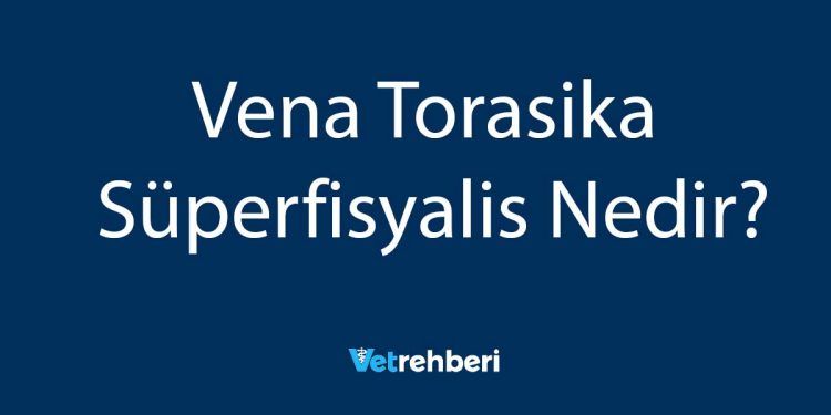 Vena Torasika Süperfisyalis Nedir?