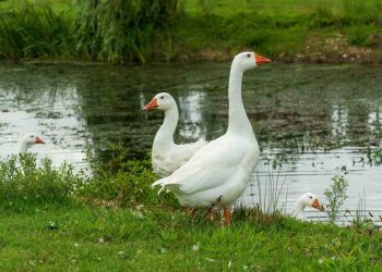 Et ve Yumurta Üretimi İçin En İyi 9 Kaz Irkı