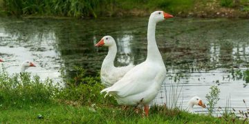 Et ve Yumurta Üretimi İçin En İyi 9 Kaz Irkı
