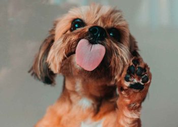 Köpekler Neden Sizi Yalar? 12 Şaşırtıcı Neden!