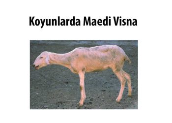 Maedi Visna