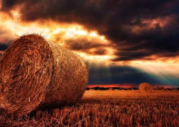 Sığır Yetiştiriciliğinde Kaba Yemler