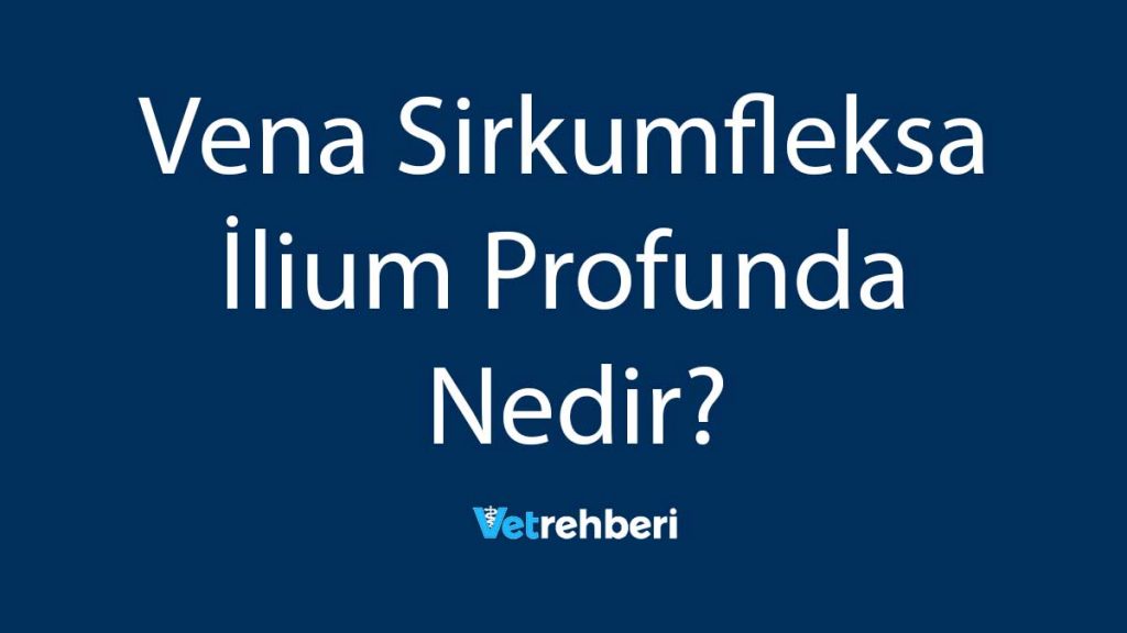 Vena Sirkumfleksa İlium Profunda Nedir?