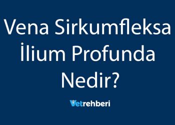 Vena Sirkumfleksa İlium Profunda Nedir?