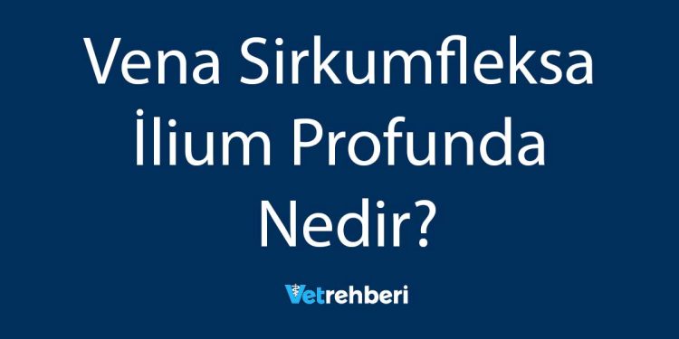 Vena Sirkumfleksa İlium Profunda Nedir?