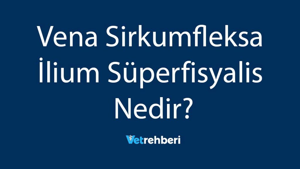 Vena Sirkumfleksa İlium Süperfisyalis Nedir?