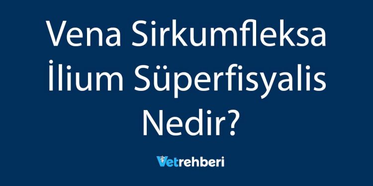 Vena Sirkumfleksa İlium Süperfisyalis Nedir?