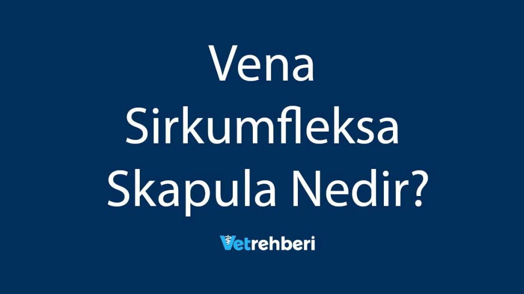 Vena Sirkumfleksa Skapula Nedir?