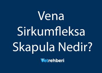 Vena Sirkumfleksa Skapula Nedir?