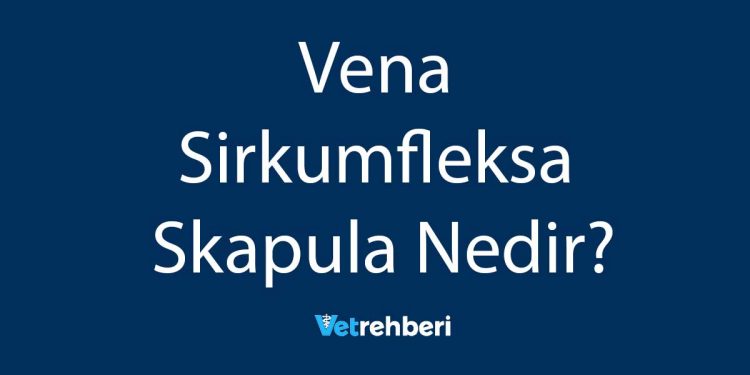 Vena Sirkumfleksa Skapula Nedir?