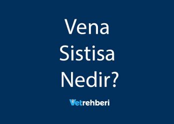 Vena Sistisa Nedir?