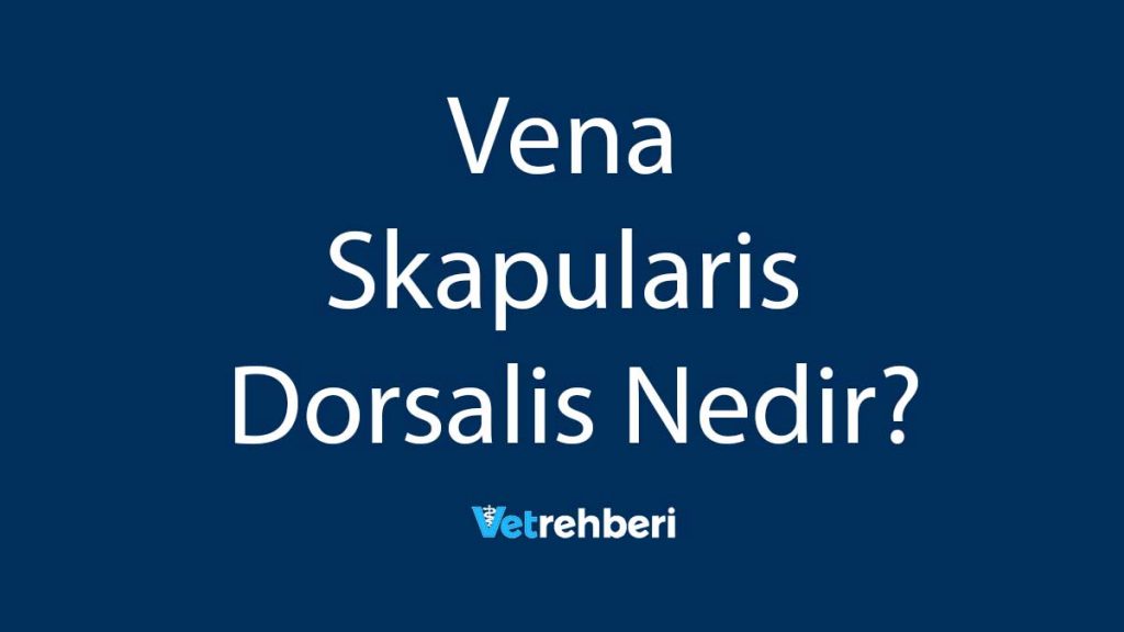 Vena Skapularis Dorsalis Nedir?