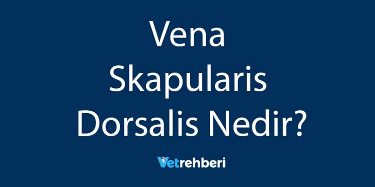 Vena Skapularis Dorsalis Nedir?