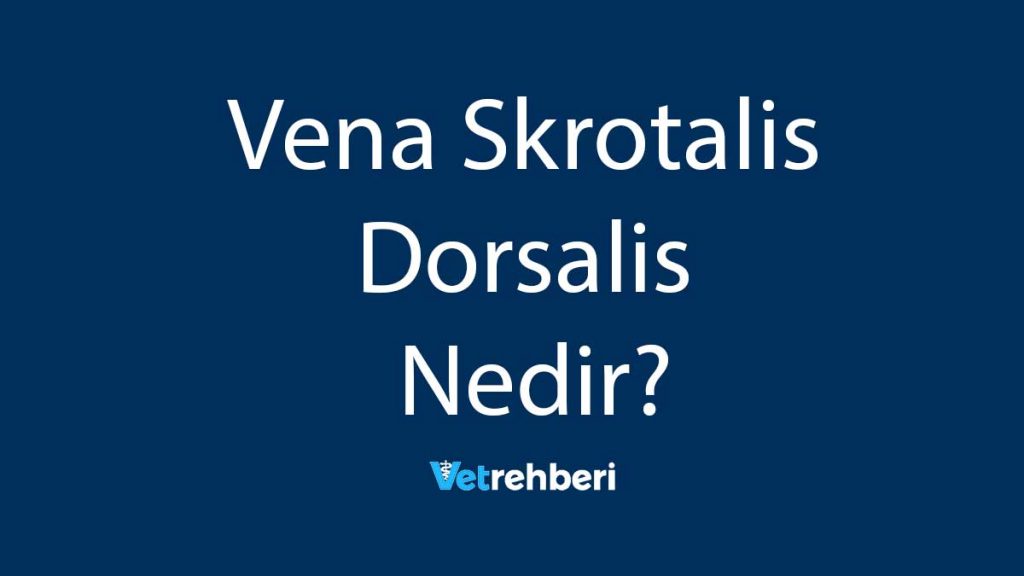 Vena Skrotalis Dorsalis Nedir?