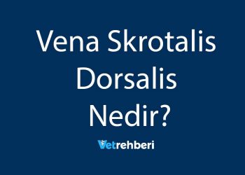 Vena Skrotalis Dorsalis Nedir?