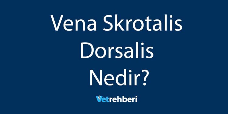 Vena Skrotalis Dorsalis Nedir?