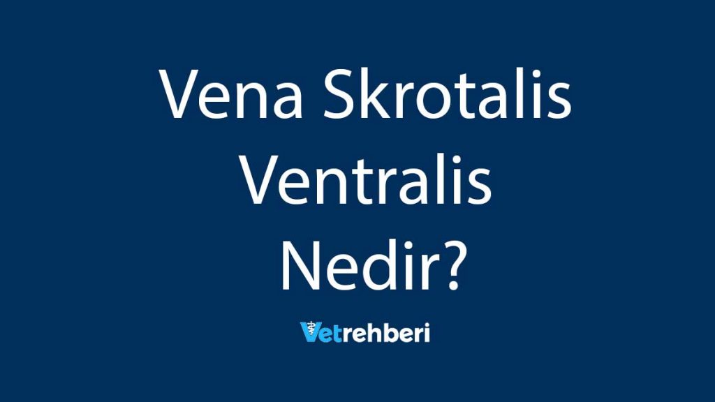 Vena Skrotalis Ventralis Nedir?