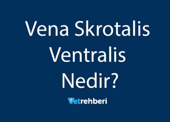 Vena Skrotalis Ventralis Nedir?