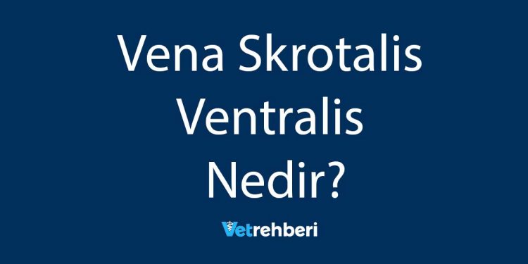 Vena Skrotalis Ventralis Nedir?