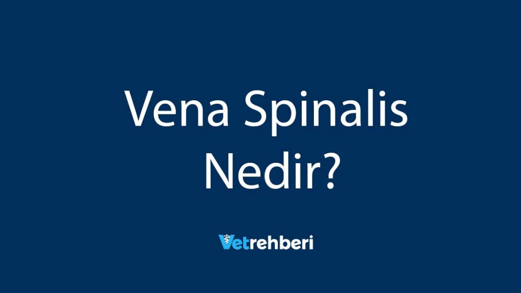 Vena Spinalis Nedir?