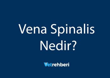 Vena Spinalis Nedir?