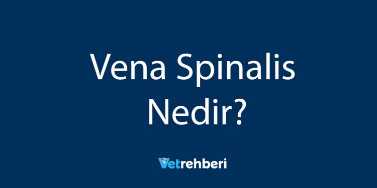 Vena Spinalis Nedir?