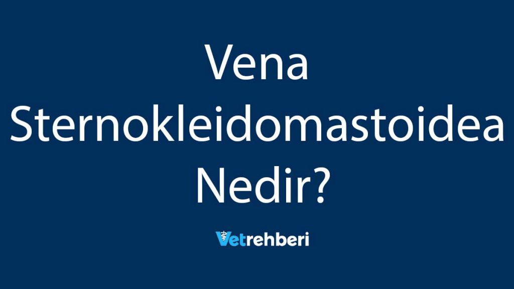 Vena Sternokleidomastoidea Nedir?