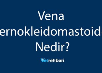 Vena Sternokleidomastoidea Nedir?