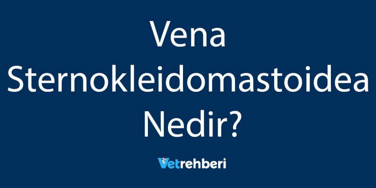 Vena Sternokleidomastoidea Nedir?