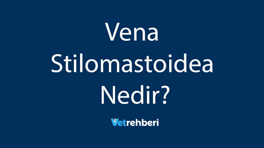 Vena Stilomastoidea Nedir?