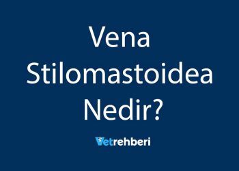 Vena Stilomastoidea Nedir?