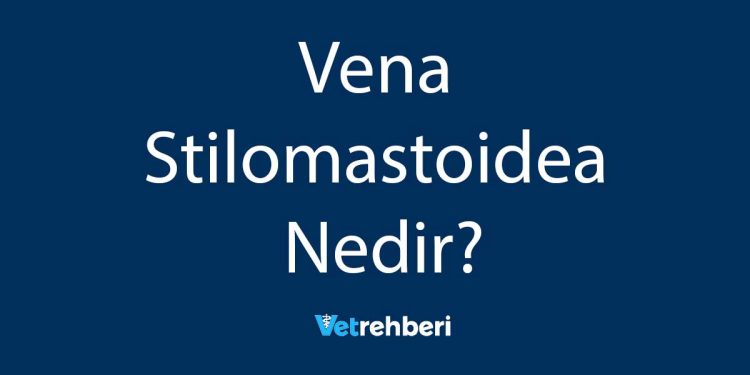 Vena Stilomastoidea Nedir?