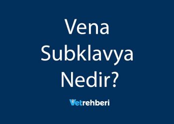 Vena Subklavya Nedir?