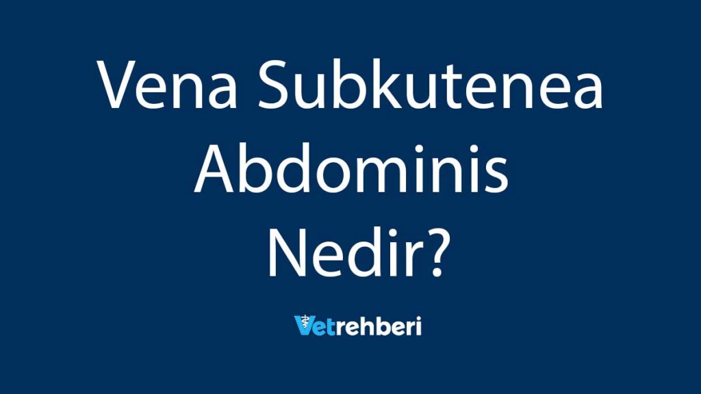 Vena Subkutenea Abdominis Nedir?