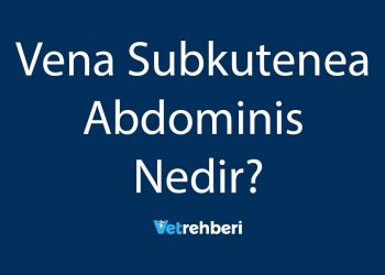 Vena Subkutenea Abdominis Nedir?