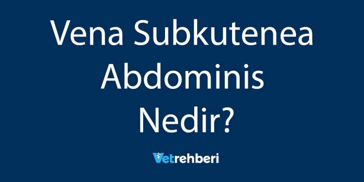 Vena Subkutenea Abdominis Nedir?