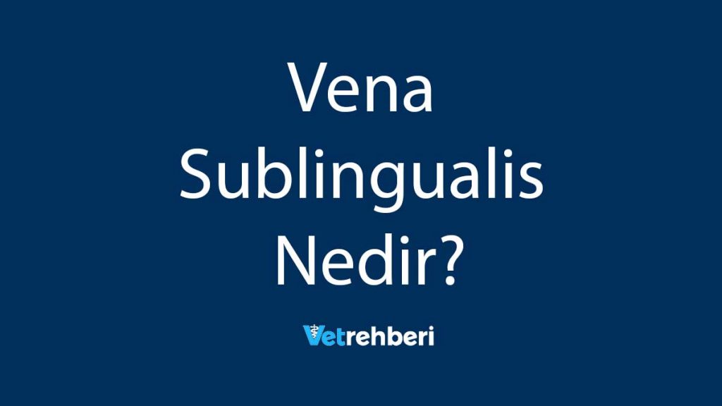 Vena Sublingualis Nedir?