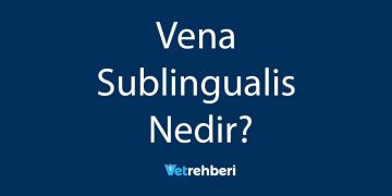 Vena Sublingualis Nedir?