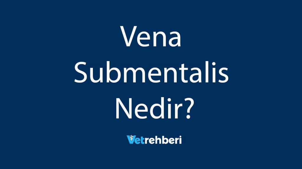 Vena Submentalis Nedir?