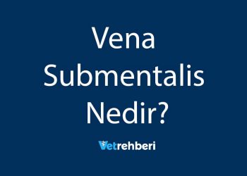 Vena Submentalis Nedir?