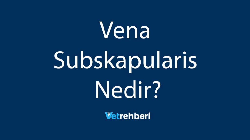 Vena Subskapularis Nedir?