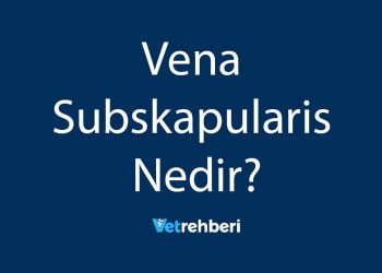 Vena Subskapularis Nedir?