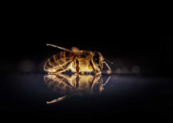 Arı Hastalıklarının Teşhisi İçin Marazi Madde Gönderilmesi