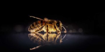 Arı Hastalıklarının Teşhisi İçin Marazi Madde Gönderilmesi