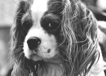 Chiari Benzeri Malformasyon