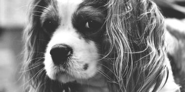 Chiari Benzeri Malformasyon