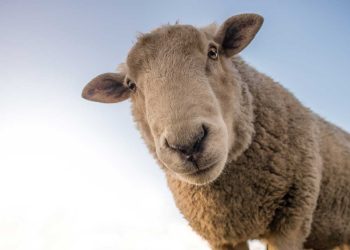 Çiftlik Hayvanlarında Şaşılık